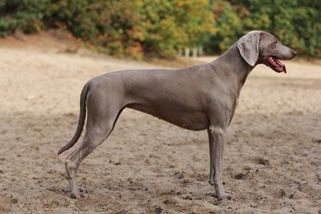 Publication : Legend's Safir Auteur : Nathalie Van Gastel