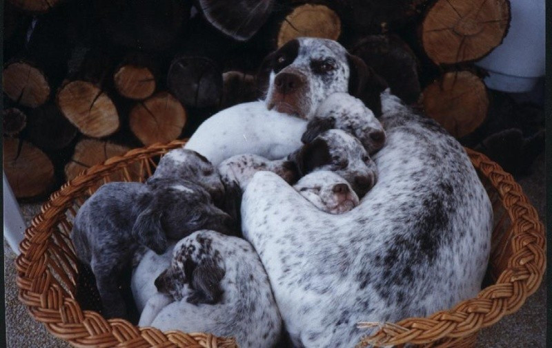 Publication : du Clos Meynier Auteur : MALLET PATRICE