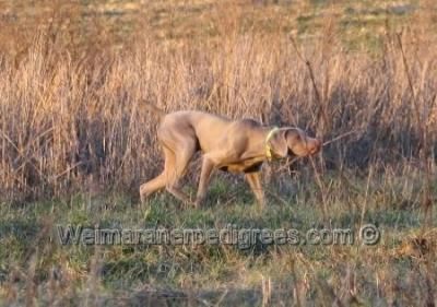 Publication : du Clos Meynier Auteur : Frank Sommer, United States