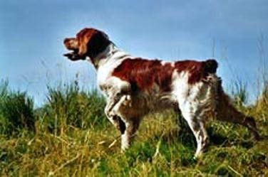 Publication : De sous les viviers Auteur : DESPRATS HENRI & IRENE