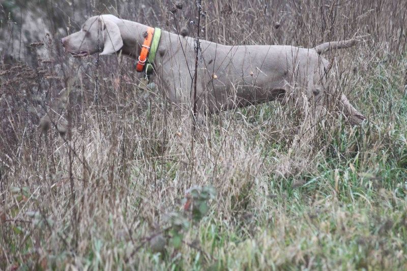 Publication : des Princes Gris du Clos de Mondésir Auteur : PREVOST SERGE