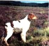 Publication : De sous les viviers Auteur : M.RIVA François,yla