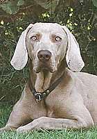 Publication : Des brumes des bois Auteur : Anci and Nicke Niklasson, Sweden