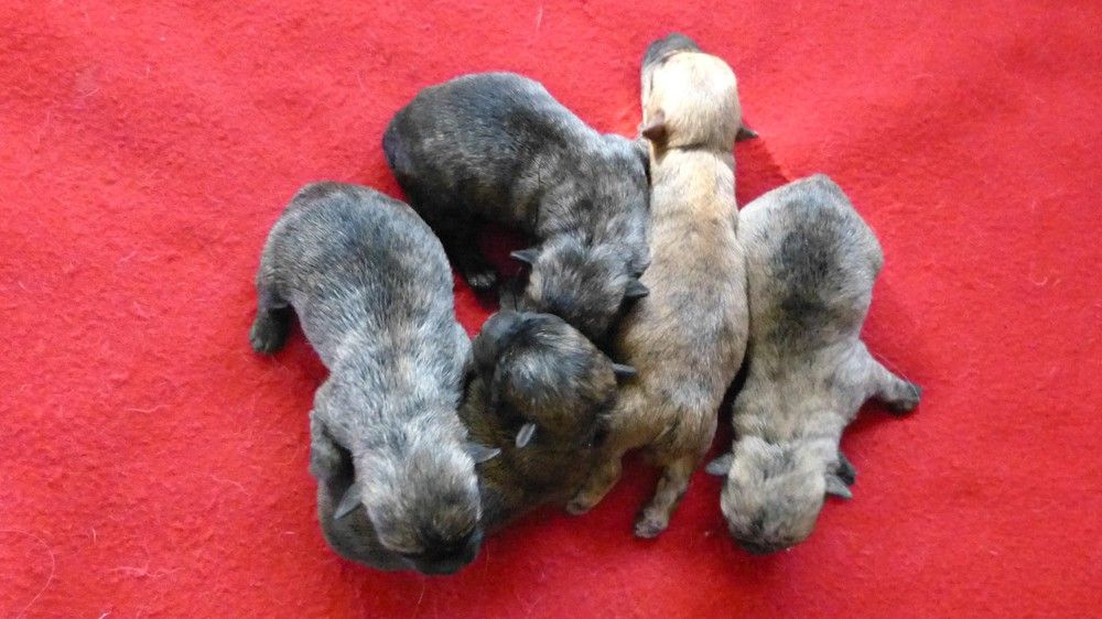 CHIOT - Cairn Terrier