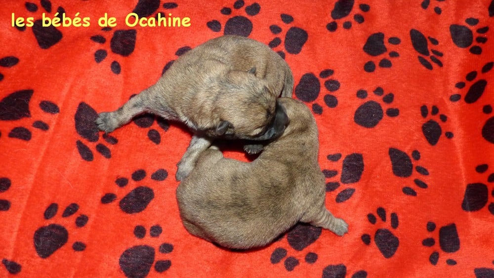 Cairn Terrier - de L'Etang des Chalands