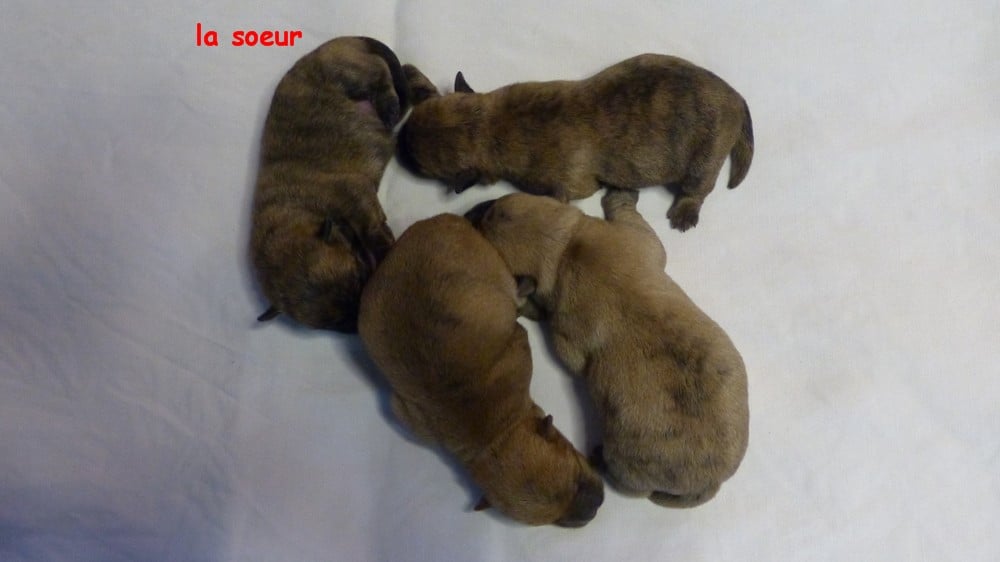 Chiot N°1 - Cairn Terrier
