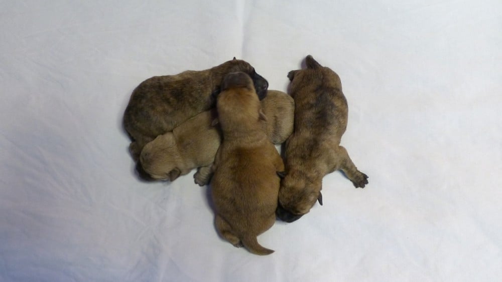 Chiot N°2 - Cairn Terrier