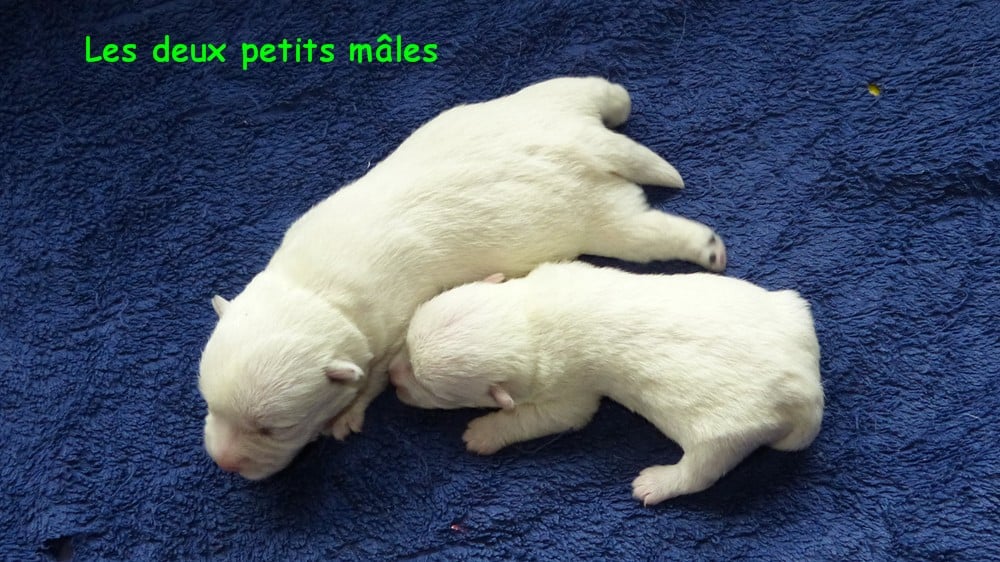 Chiot N°1 - West Highland White Terrier