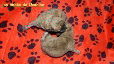 Les chiots de Cairn Terrier