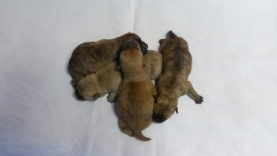 Les chiots de Cairn Terrier