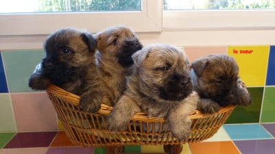 Les chiots de Cairn Terrier