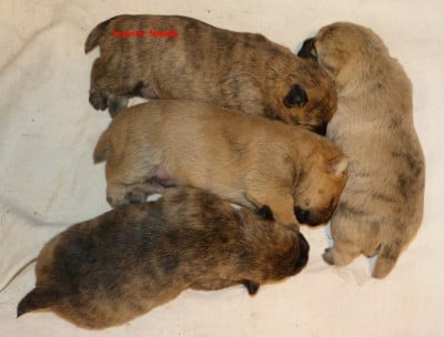 Les chiots de Cairn Terrier