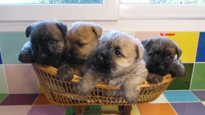 Les chiots de Cairn Terrier