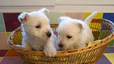 Les chiots de West Highland White Terrier