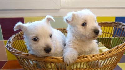 Les chiots de West Highland White Terrier