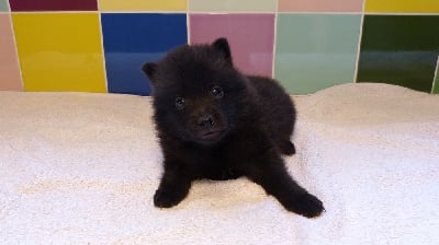 Les chiots de Schipperke