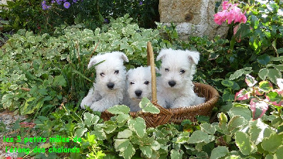 Les chiots de West Highland White Terrier