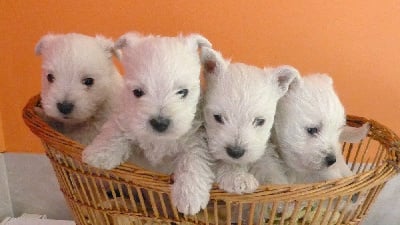 Les chiots de West Highland White Terrier