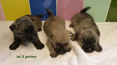 Les chiots de Cairn Terrier