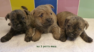 Les chiots de Cairn Terrier