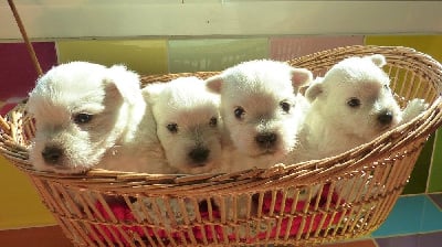 Les chiots de West Highland White Terrier