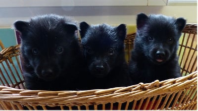Les chiots de Schipperke