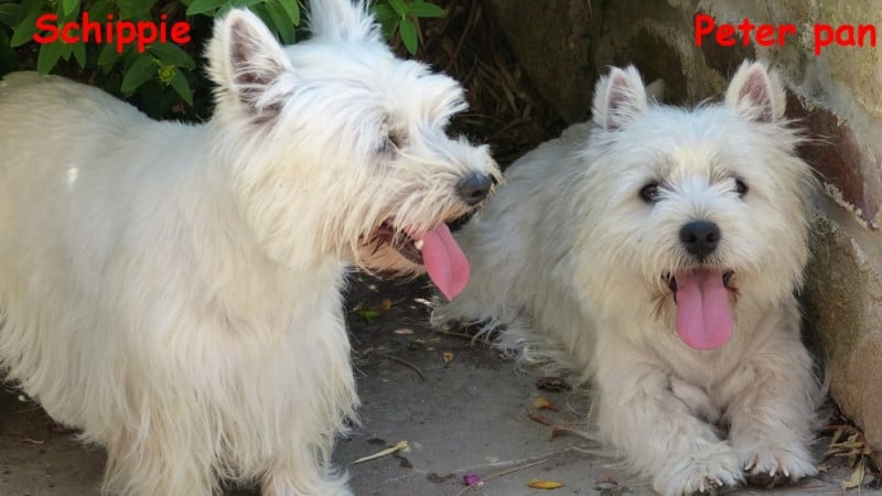 West Highland White Terrier - de L'Etang des Chalands