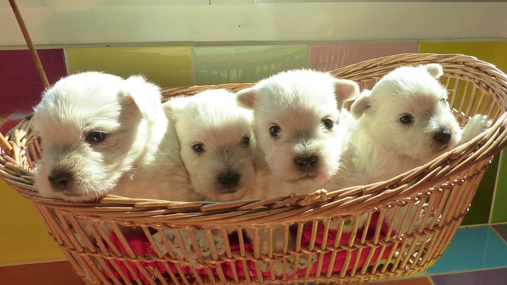 CHIOT 3 - West Highland White Terrier
