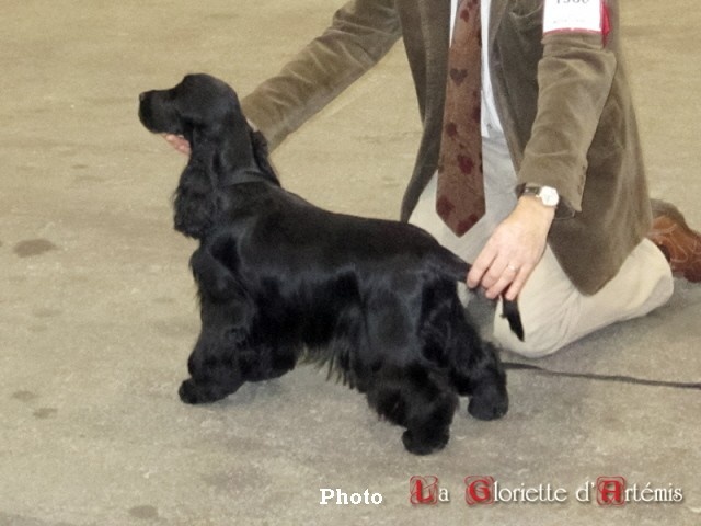 TR. CH. Ebony cherie noire Des grandes edennes - 1ère Excellent Classe Travail