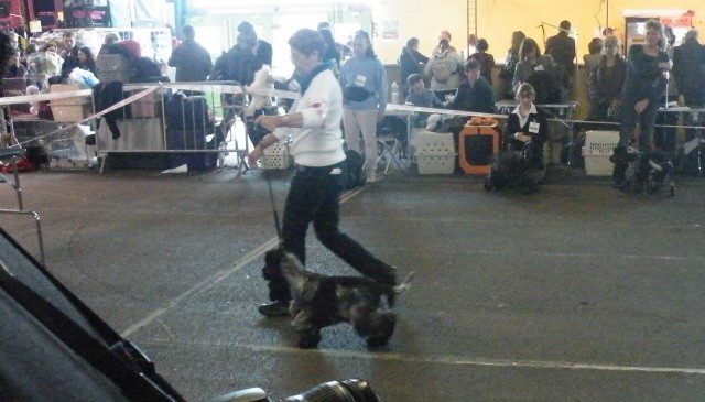 TR. CH. Flash for fantasy Des grandes edennes - 3ème Excellent - Classe Jeune