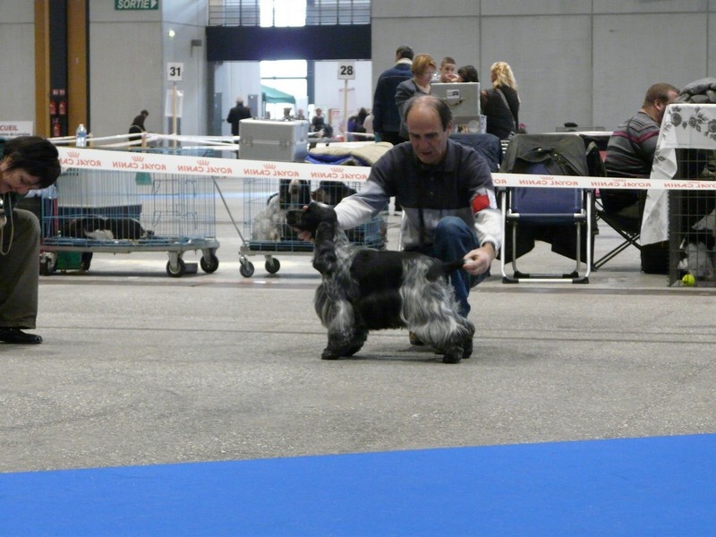 TR. CH. Titania Des grandes edennes - 1ère Excellent Classe Vétéran