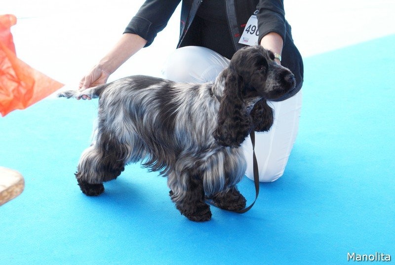 TR. CH. Flash for fantasy Des grandes edennes - 1er Excellent Classe Travail