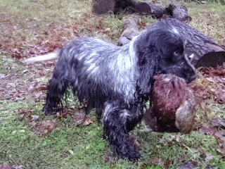 TR. CH. Chamrock bones Des grandes edennes - 3 eme Très Bon