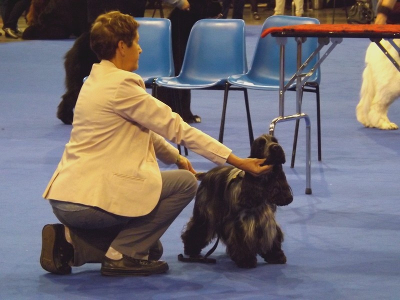 TR. CH. Flash for fantasy Des grandes edennes - 1er Excellent Classe Champion