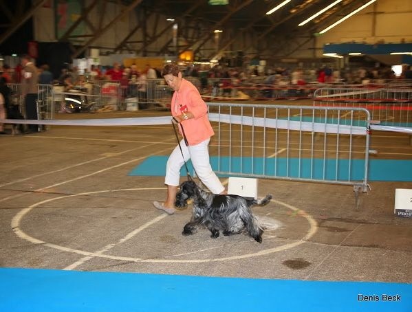 TR. CH. Flash for fantasy Des grandes edennes - 1er Excellent Classe Champion - CACIB -BOB Meilleur de Race