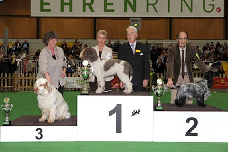 TR. CH. Full moon hazel Des grandes edennes - 1er Excellent Classe Travail - VDH -CAC- BOB et 2ème du grpe 8