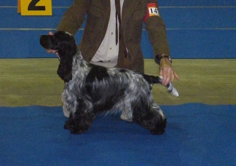 TR. CH. Full moon hazel Des grandes edennes - 1ère Excellent Classe Travail - CACL - RCACIB