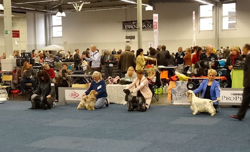 TR. CH. Flash for fantasy Des grandes edennes - 1er Excellent Classe Champion - VDH