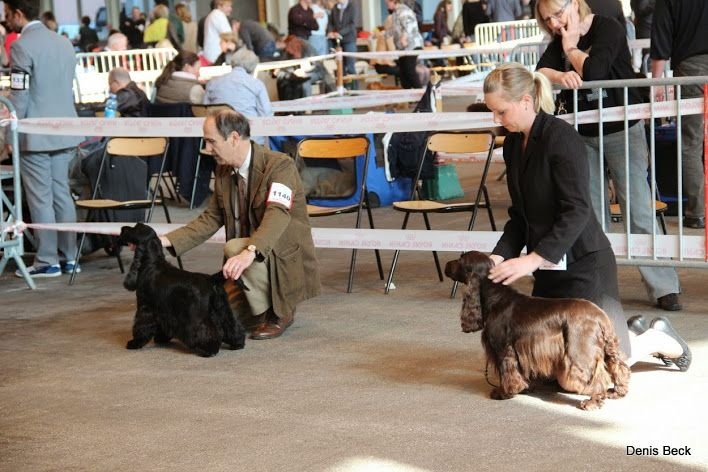 TR. CH. Ebony cherie noire Des grandes edennes - 2ème Excellent Classe Champion