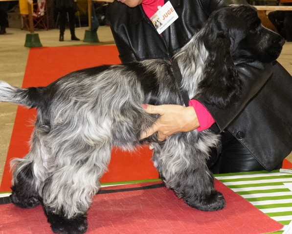 TR. CH. Flash for fantasy Des grandes edennes - Tres Prometteur - Classe Puppy - MEILLEUR PUPPY male