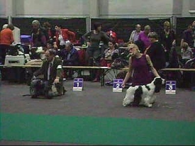 TR. CH. Flash for fantasy Des grandes edennes - 1°exc Classe Champion