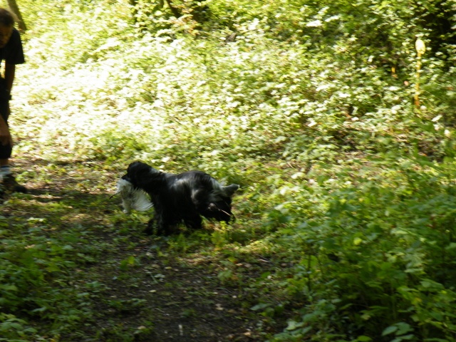 TR. CH. Flash for fantasy Des grandes edennes - Très Bon