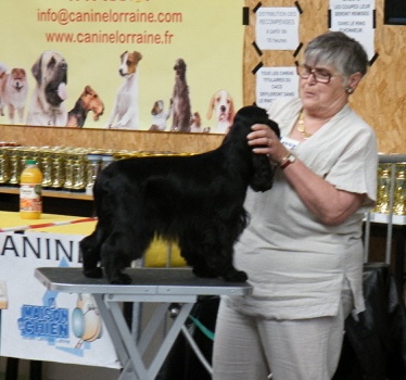 TR. CH. Ebony cherie noire Des grandes edennes - 1er Excellent Classe Jeune- MEILLEUR JEUNE