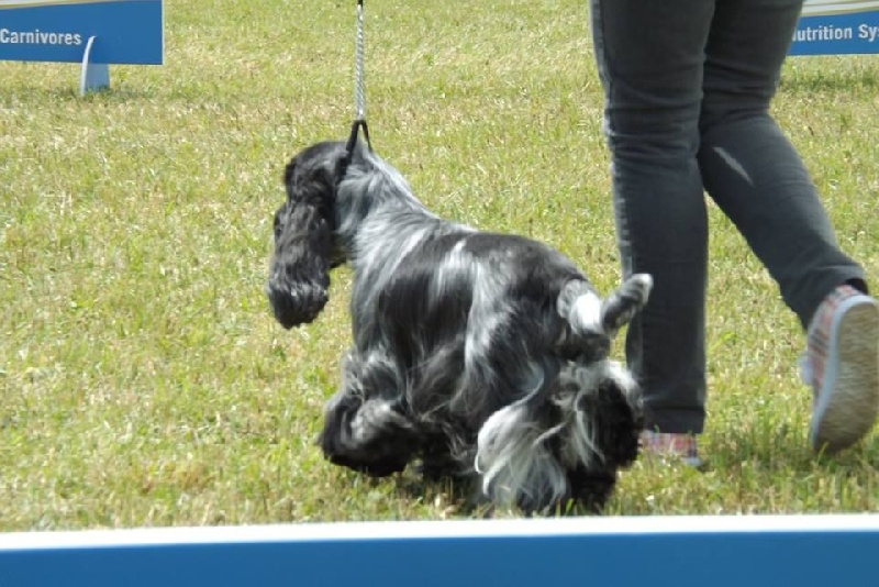 TR. CH. Flash for fantasy Des grandes edennes - 1er EXCELLENT - CAC en Classe Travail