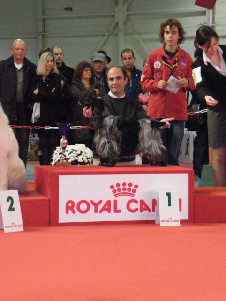 TR. CH. Titania Des grandes edennes - 1er Excellent Classe Véréran - MEILLEURE VETERAN - BIS VETERAN