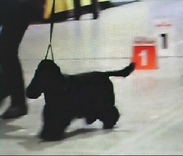 TR. CH. Ebony cherie noire Des grandes edennes - 1ère Excellent Classe Travail - VDH - CAC - CACIB - Meilleure Femelle