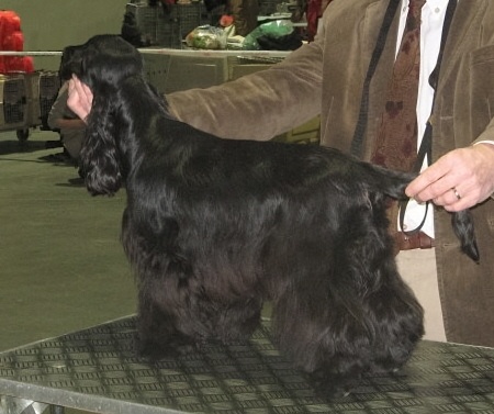 TR. CH. Ebony cherie noire Des grandes edennes - 1er Excellent Classe Jeune- VDH Jeune - CAC Jeune Club - Meilleure Jeune Femelle