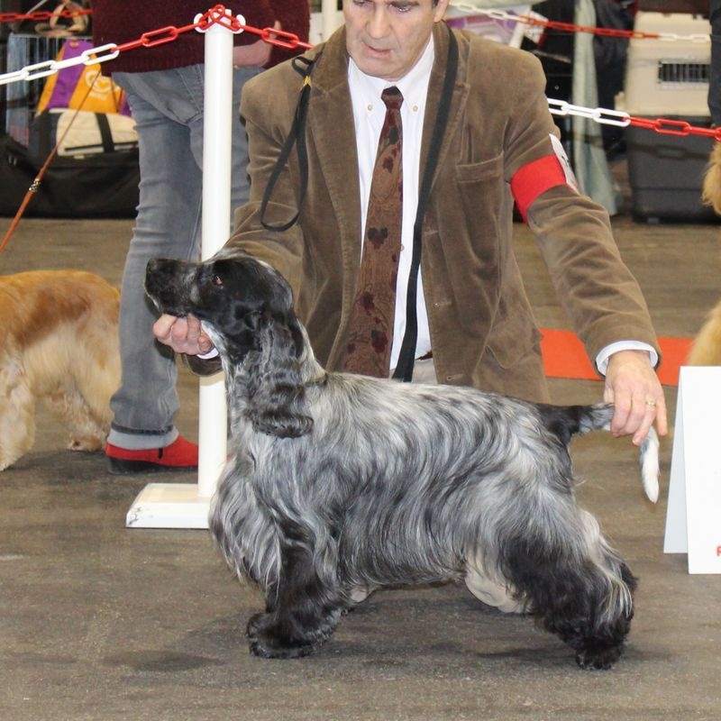 TR. CH. Chamrock bones Des grandes edennes - 1er Excellent Cl Travail - CACS - RCACIB