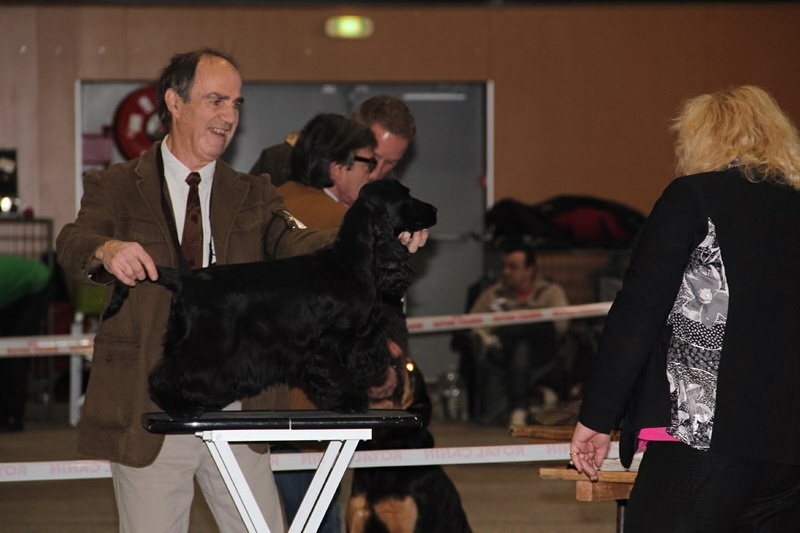 TR. CH. Ebony cherie noire Des grandes edennes - 1°exc Classe Champion