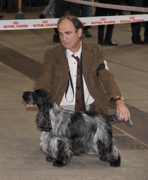 TR. CH. Flash for fantasy Des grandes edennes - 1°exc Classe Champion - CACIB